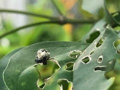 Cionus latefasciatus