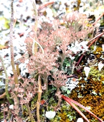 Cladonia crispata crispata