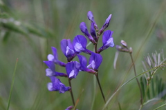 Vicia onobrychioides
