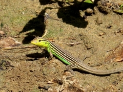 Cnemidophorus gaigei