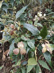 Hydrangea chinensis