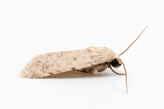 Leucocnemis perfundis