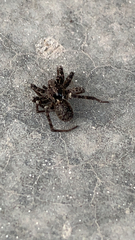 Lycosidae