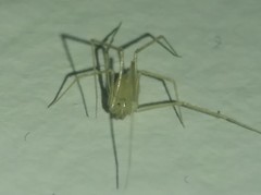 Spermophora senoculata