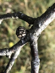 Andricus truncicolus