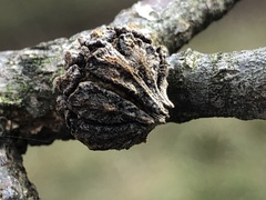 Andricus truncicolus