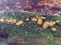 Dacrymyces corticioides