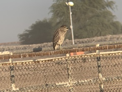 Nycticorax nycticorax