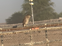 Nycticorax nycticorax