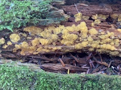 Dacrymyces corticioides