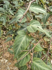 Rubus corchorifolius