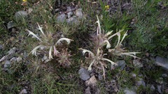 Castilleja mexicana