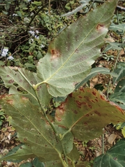Rubus corchorifolius