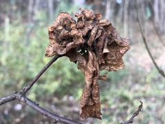 Andricus multiplicatus