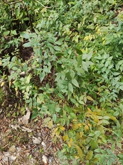 Rubus tsangii
