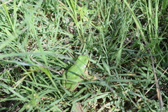 Hyla felixarabica