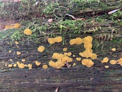 Dacrymyces corticioides