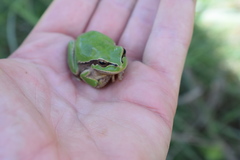 Hyla felixarabica