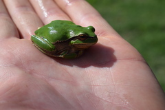 Hyla felixarabica