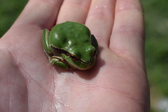Hyla felixarabica