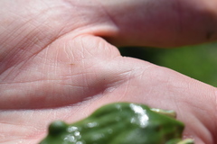 Hyla felixarabica