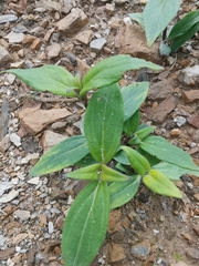 Oldenlandia mellii