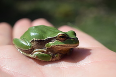 Hyla felixarabica