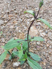 Oldenlandia mellii