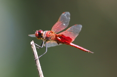 Tramea stenoloba