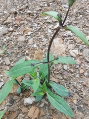 Oldenlandia mellii
