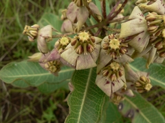 Pachycarpus asperifolius