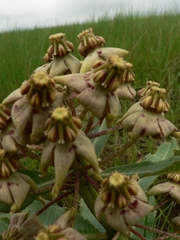Pachycarpus asperifolius