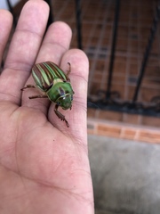 Chrysina adelaida