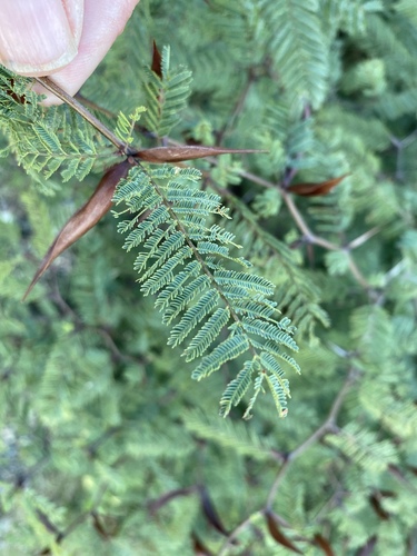 Vachellia campeachiana, photograph 5