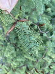 Vachellia campeachiana, photograph Jim Riley, CC0, iNaturalist via GBIF