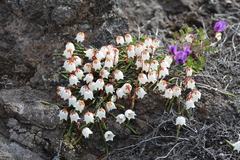 Cassiope lycopodioides