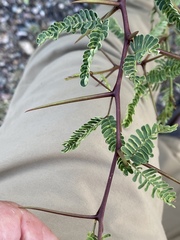 Vachellia campeachiana, photograph Jim Riley, CC0, iNaturalist via GBIF