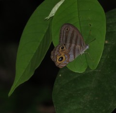 Chloreuptychia herseis