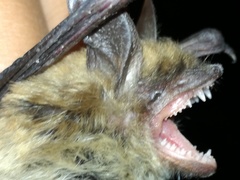 Myotis auriculus