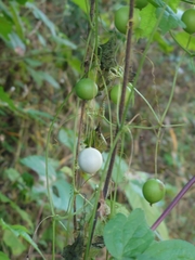 Zehneria japonica