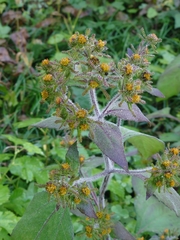 Sigesbeckia pubescens