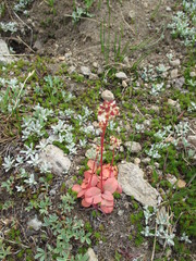 Micranthes aprica