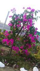 Bougainvillea