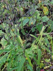 Lactuca indica