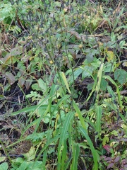 Lactuca indica