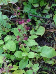 Salvia nipponica