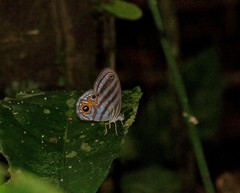 Chloreuptychia rectilinea