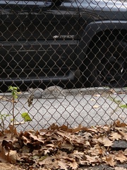 Sciurus carolinensis