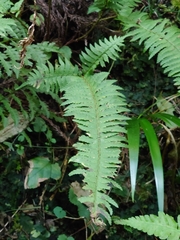 Polystichum tripteron