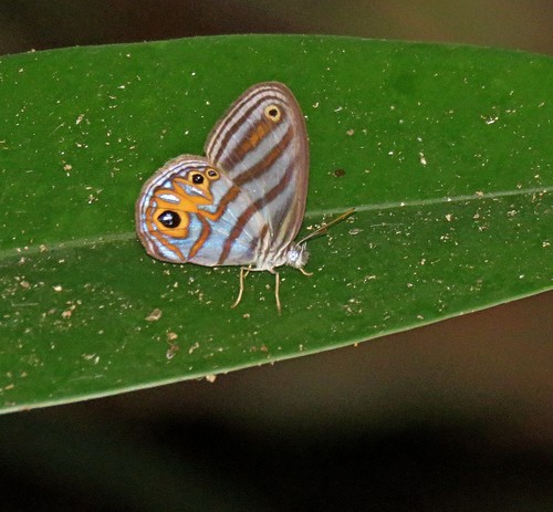 Pseudeuptychia rectilinea